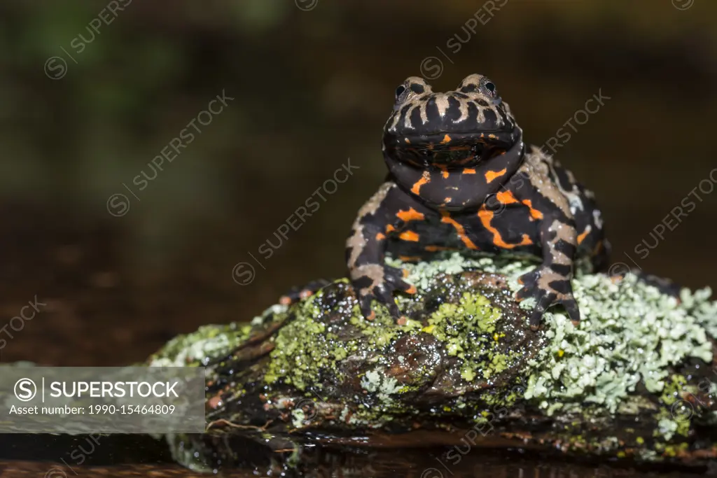 Fire Belly Toad (Bombina orientalis) - captive bred