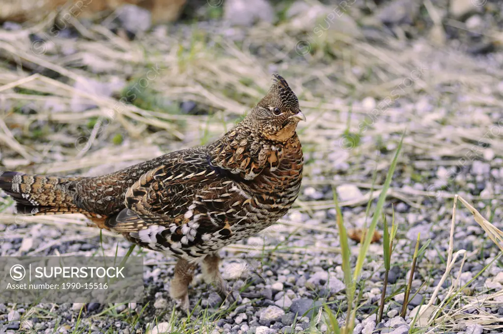 Female Ruffed grouse along gravel road to Cape Scott Provincial Park, Vancouver Island, British Columbia, Canada