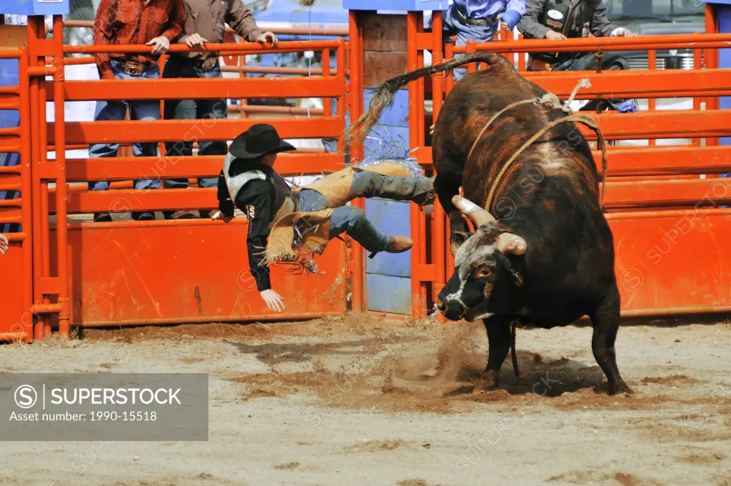 Cowboy thrown from bull at Luxton Pro Rodeo, Victoria, Vancouver Island, British Columbia, Canada