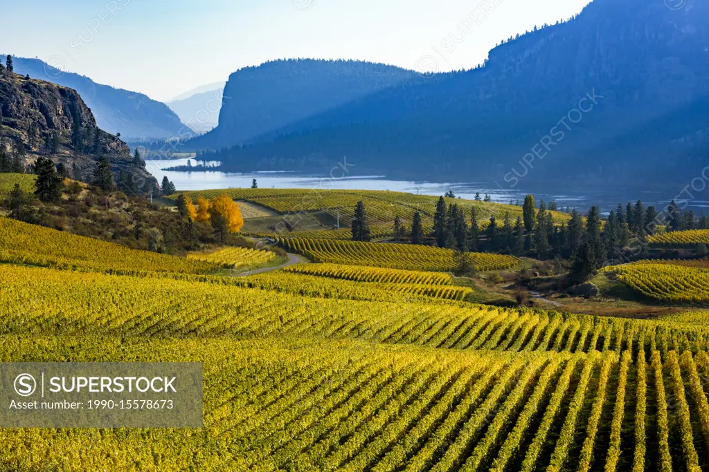 Blue Mountain Winery Vineyard, Okanagan Falls, British Columbia, Canada