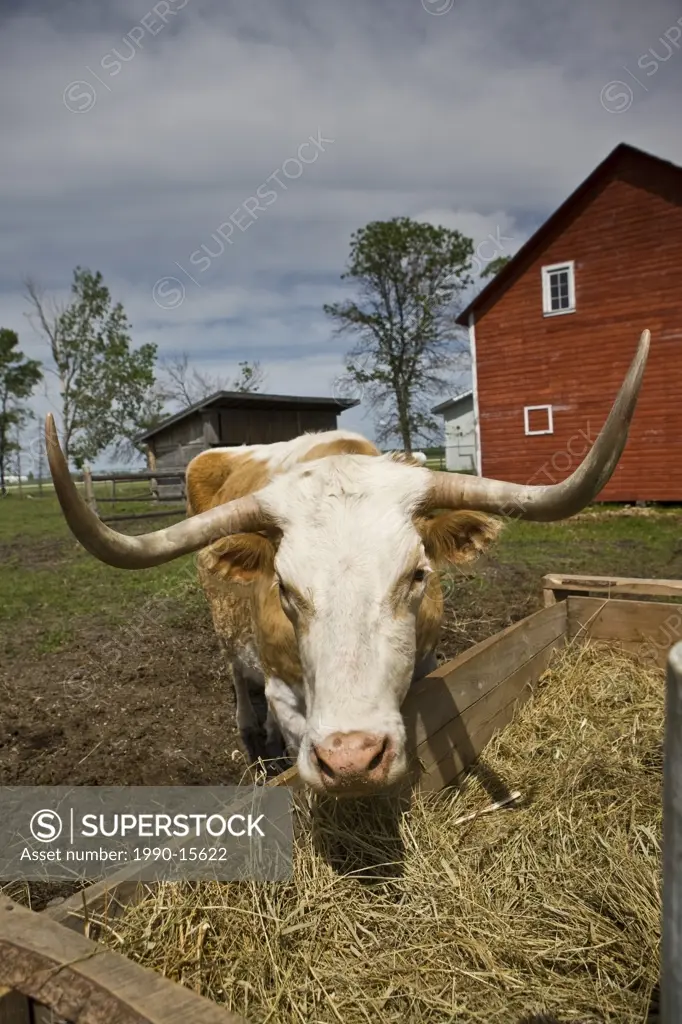 Bull eating hay in a pen beside the barn at the Mennonite Heritage Village, Steinbach, Manitoba, Canada
