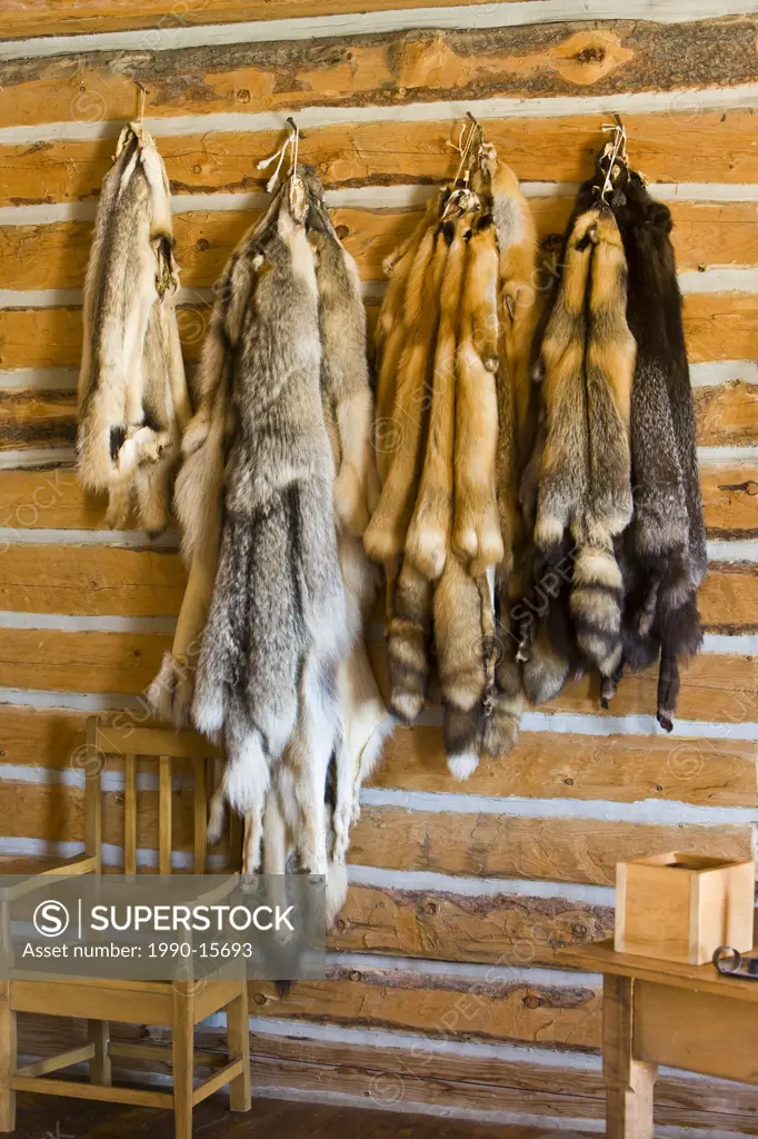 Badger, Wolf, and Red, Silver, and Cross Fox pelts in the Master´s House at the Last Mountain House Provincial Park, Regina, Saskatchewan, Canada