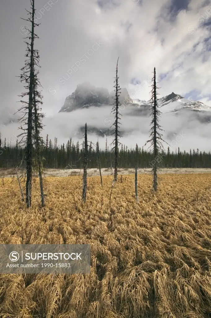 Michael Peak from the Emerald Lake Loop Trail, Yoho National Park, British Columbia, Canada
