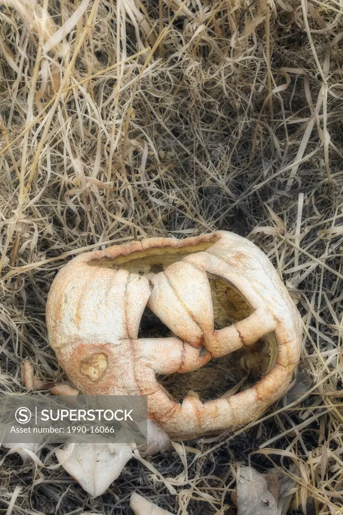 Old, shrivelled pumpkin in garden in fall