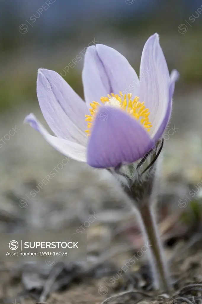 Close_up of Prairie crocus Anenome patens in Bow Valley Provincial Park, Kananaskis Country, Alberta, Canada