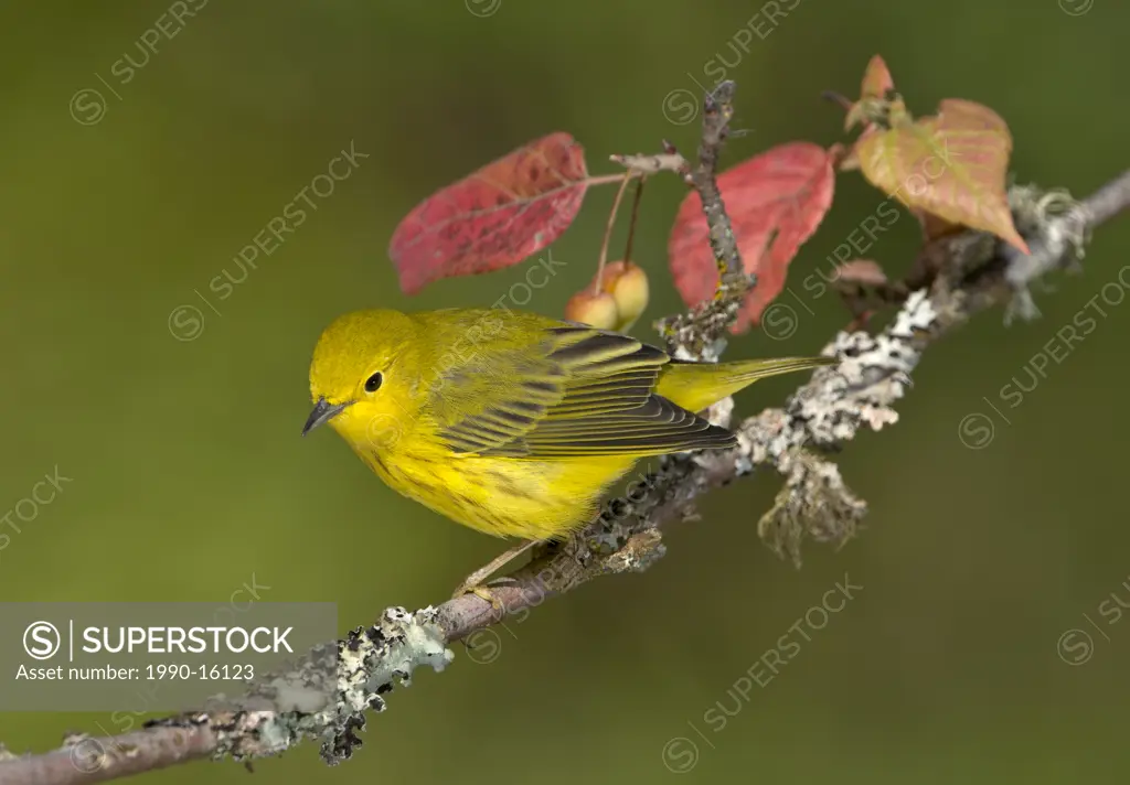 Yellow warbler Dendroica petechia on perch at Victoria, Vancouver Island, British Columbia, Canada