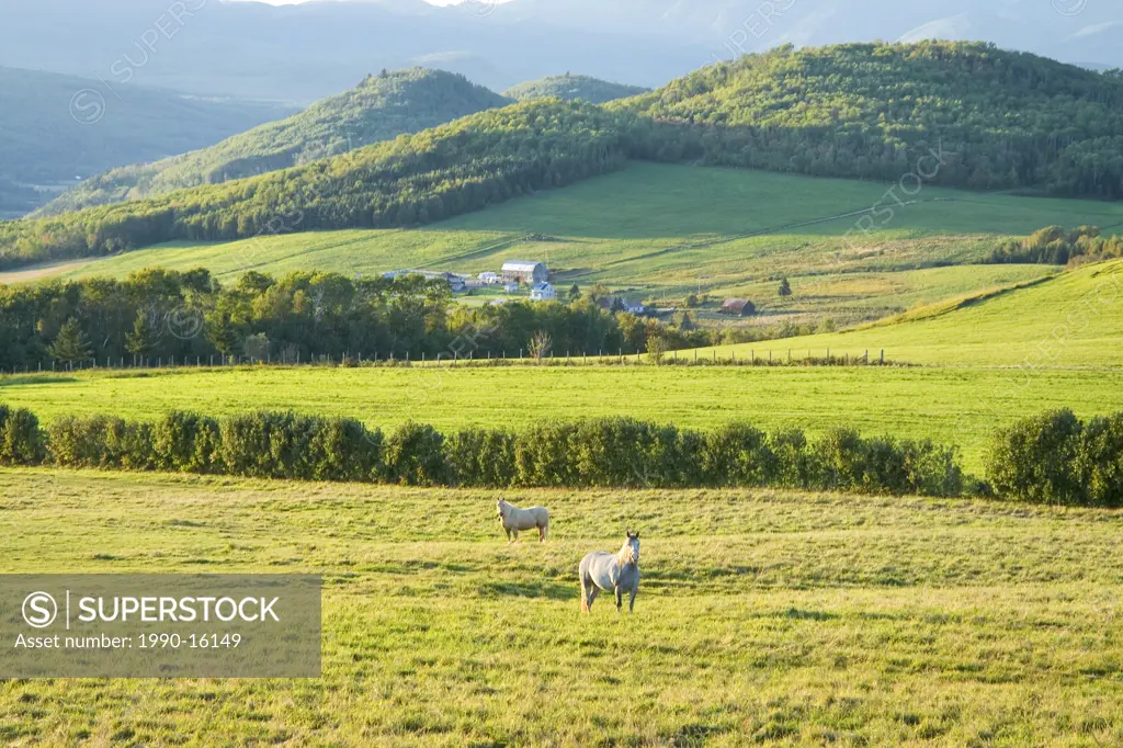 Pasture with two horses alongside Sainte_Croix Road in the backcountry of Charlevoix, Quebec, Canada