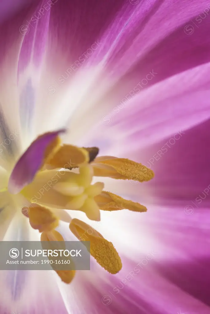 Extreme close_up of pink tulip