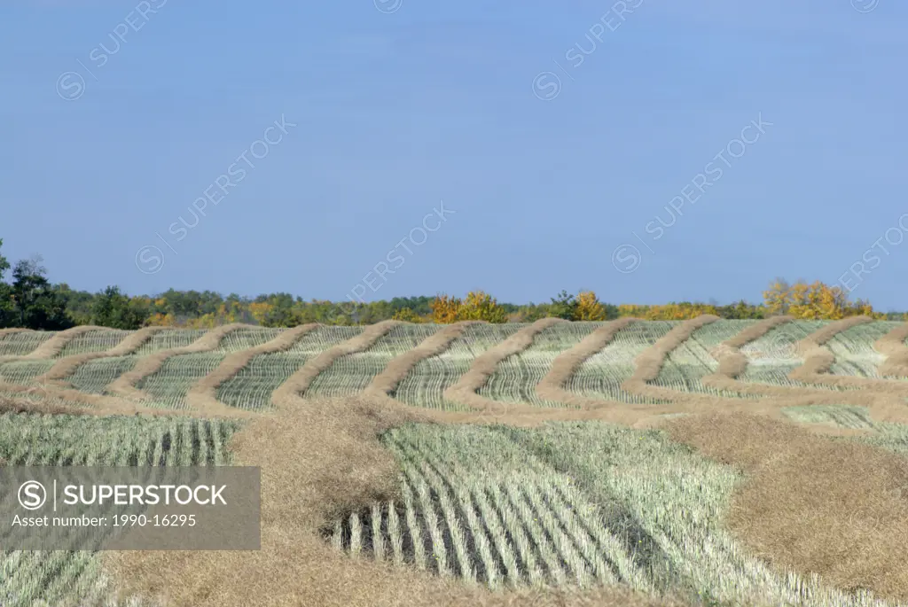 Canola field near Fort Saskatchewan, Alberta, Canada