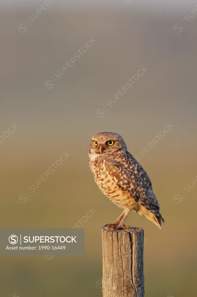 A wild adult Burrowing owl on a fencepost in the Canadian Prairies near the Alberta / Saskatchewan border, Canada