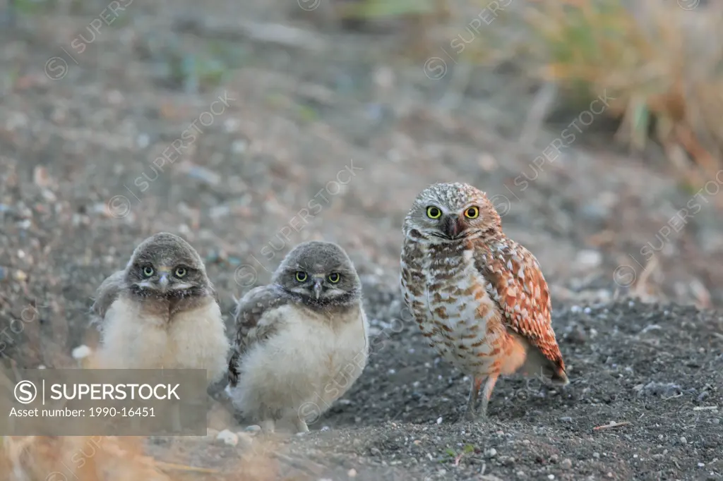 Two Burrowing owl chicks at a nest hole with their mother standing guard beside them, Saskatchewan, Canada
