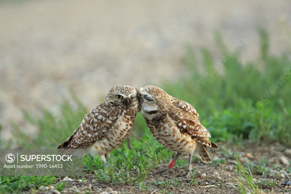 Burrowing owls nuzzling each other, Saskatchewan, Canada