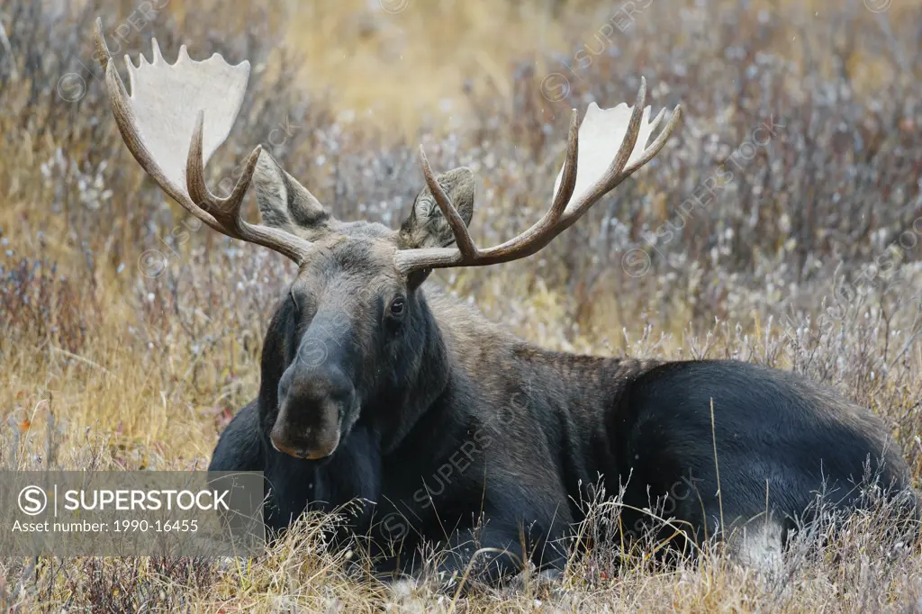 Bull moose Alces alces lying in field, Alberta, Canada