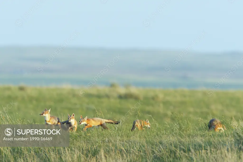 Family of Swift fox pups on the prairies of Saskatchewan, Canada
