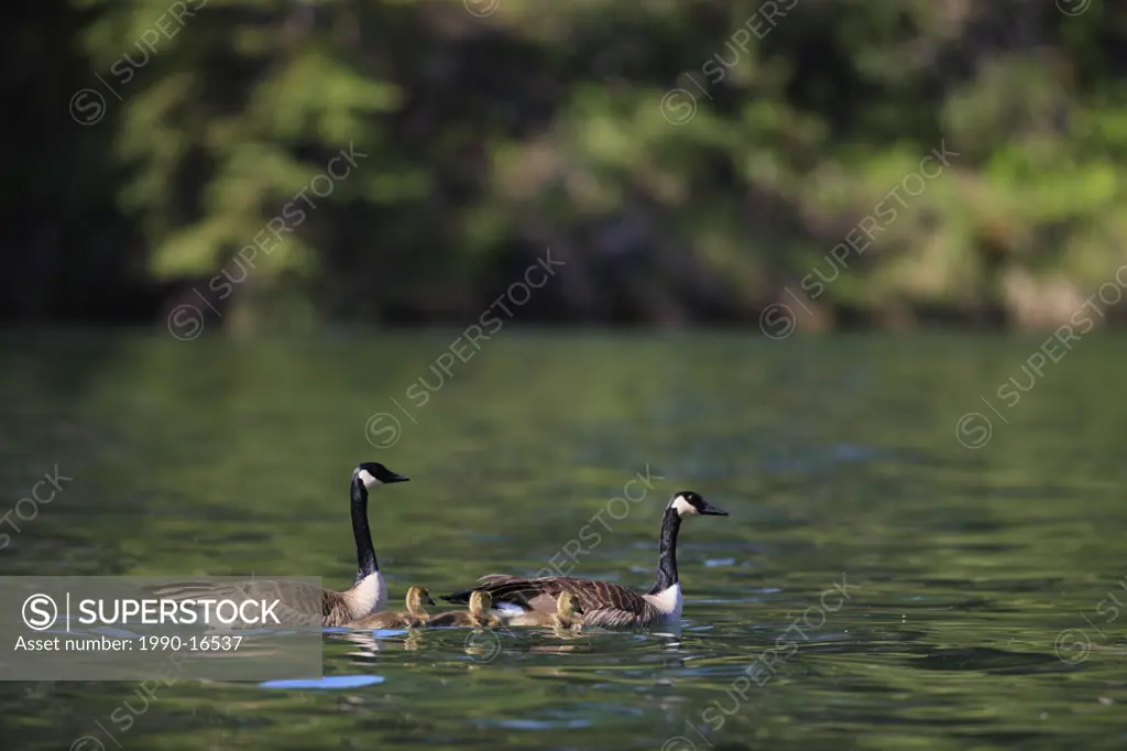 A family of Canada geese on a wetland pond, British Columbia, Canada