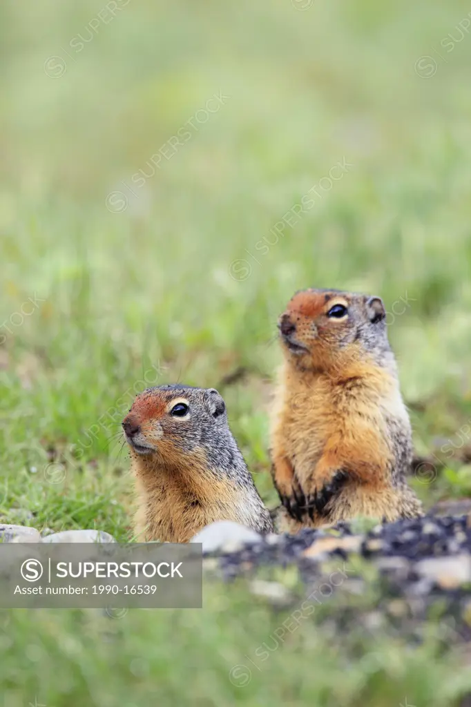 A pair of young Columbian ground squirrels Spermophilus columbianus, Canada