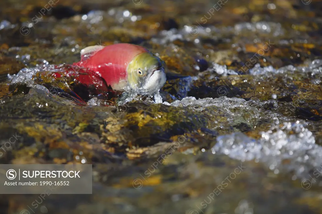 Sockeye salmon Oncorhynchus nerka, Adams River salmon run near Salmon Arm, British Columbia, Canada