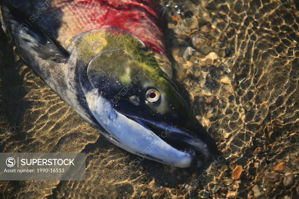 Spawned out Sockeye salmon Oncorhynchus nerka, Adams River salmon run near Salmon Arm, British Columbia, Canada