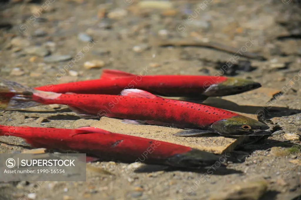 Kokanee salmon spawning, Mosquito Creek, Kootenays, British Columbia, Canada