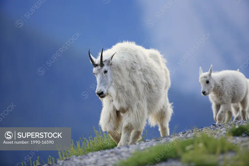 Mountain goat Oreamnos americanus nanny and kid in the Canadian Rockies, Western Canada