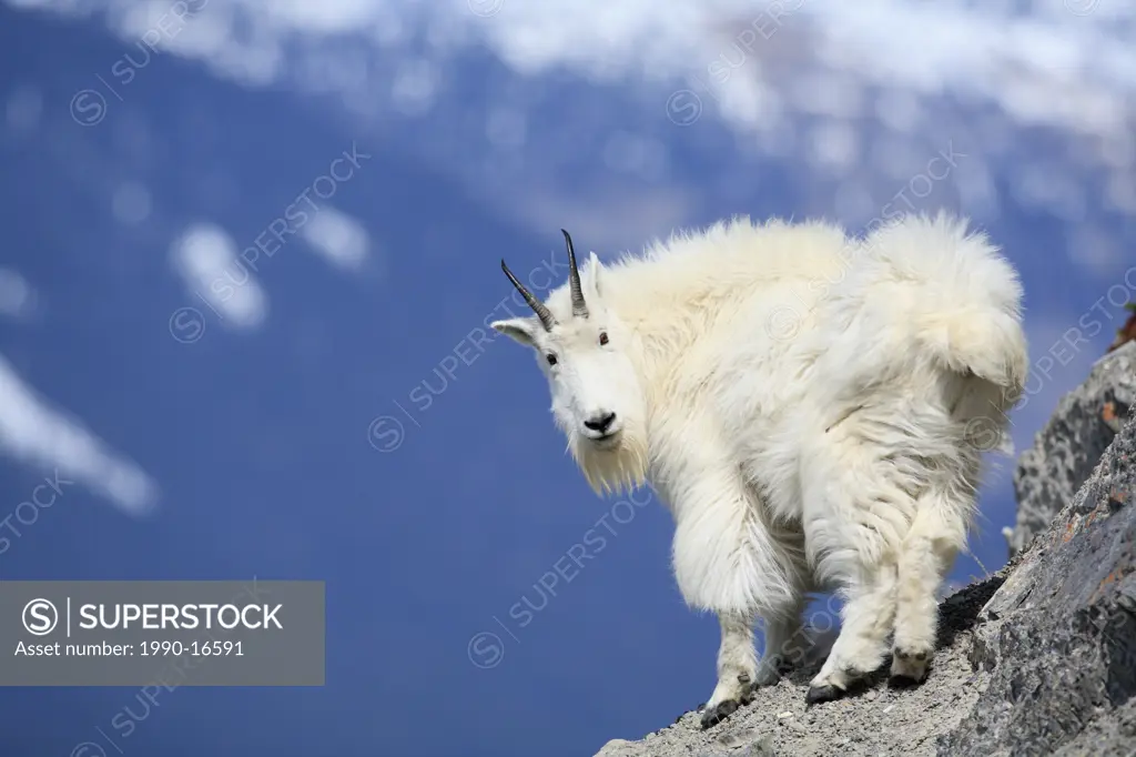 Mountain goat Oreamnos americanus in the Canadian Rockies, Western Canada