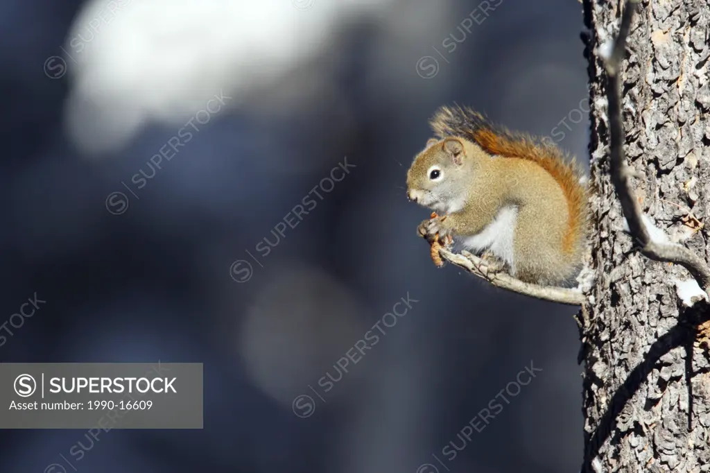 Red squirrel Sciurus vulgaris eating a pine cone, Canada