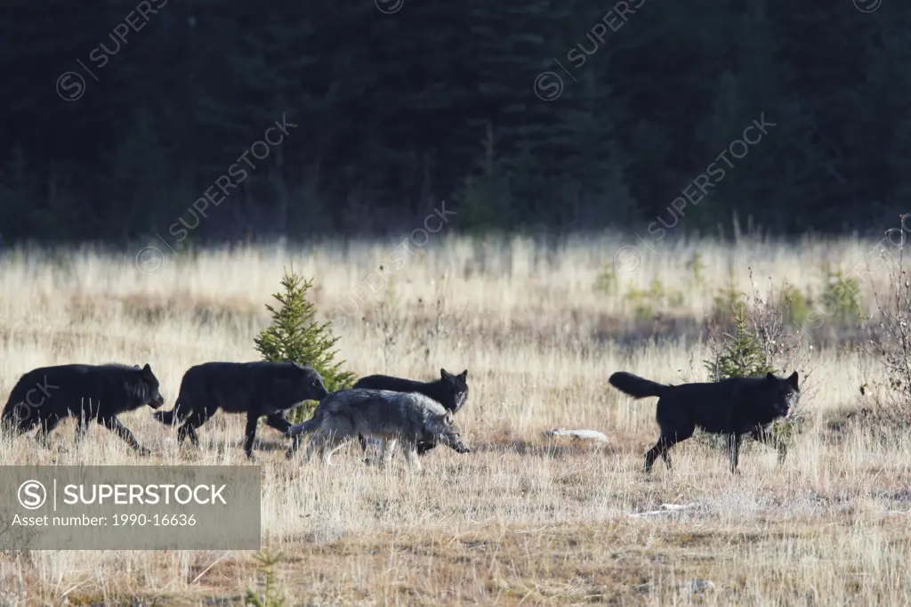 Wild Gray wolf Canis lupus pack in the Rocky Mountains, Western Canada