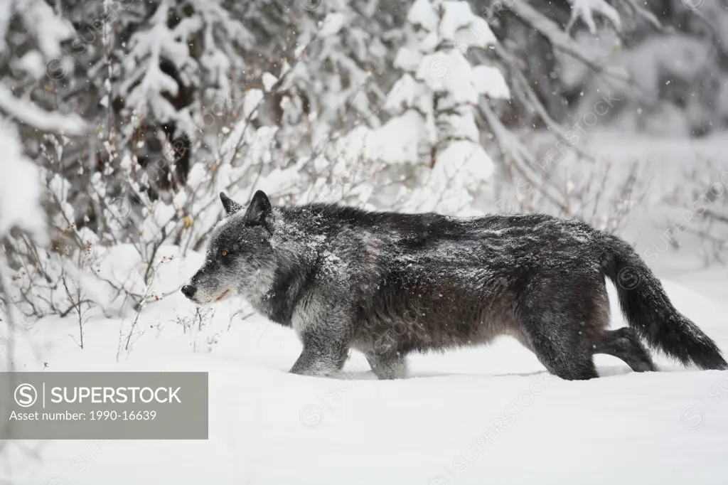 Wild Gray wolf Canis lupus in the Canadian Rockies walking in deep snow during a winter snowstorm, Western Canada