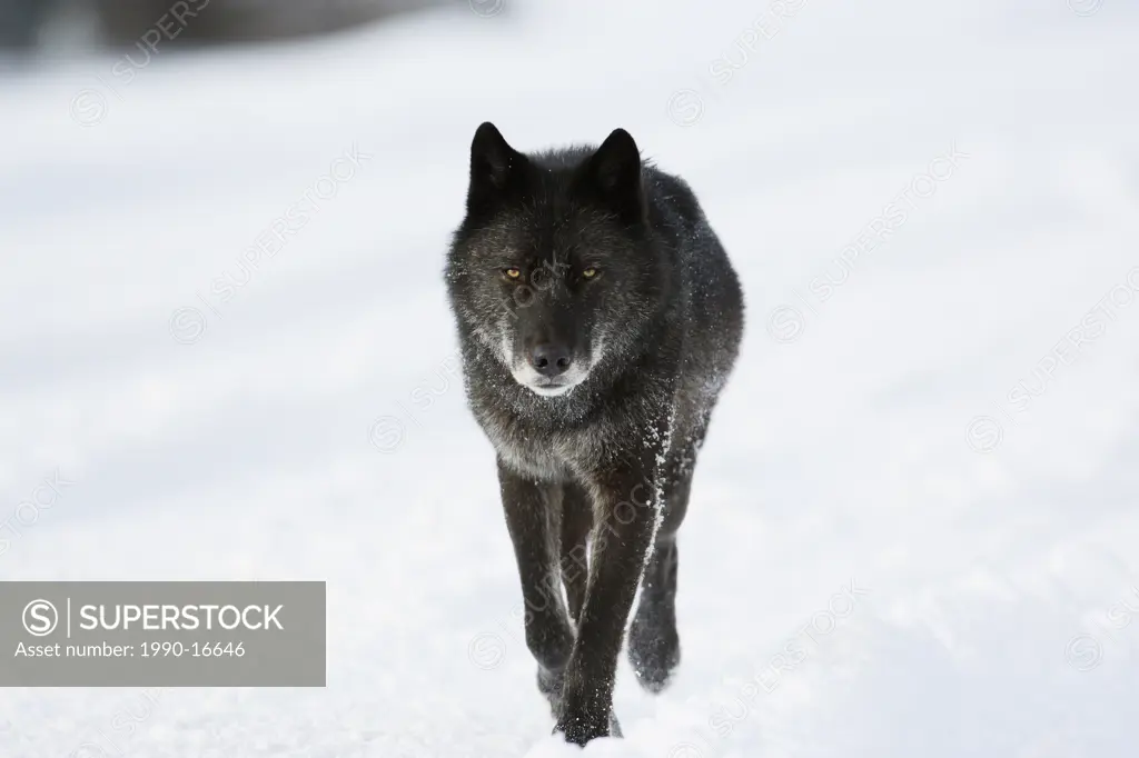 Wild black Timber wolf Canis lupus travelling on a road during winter in Banff National Park, Alberta, Canada