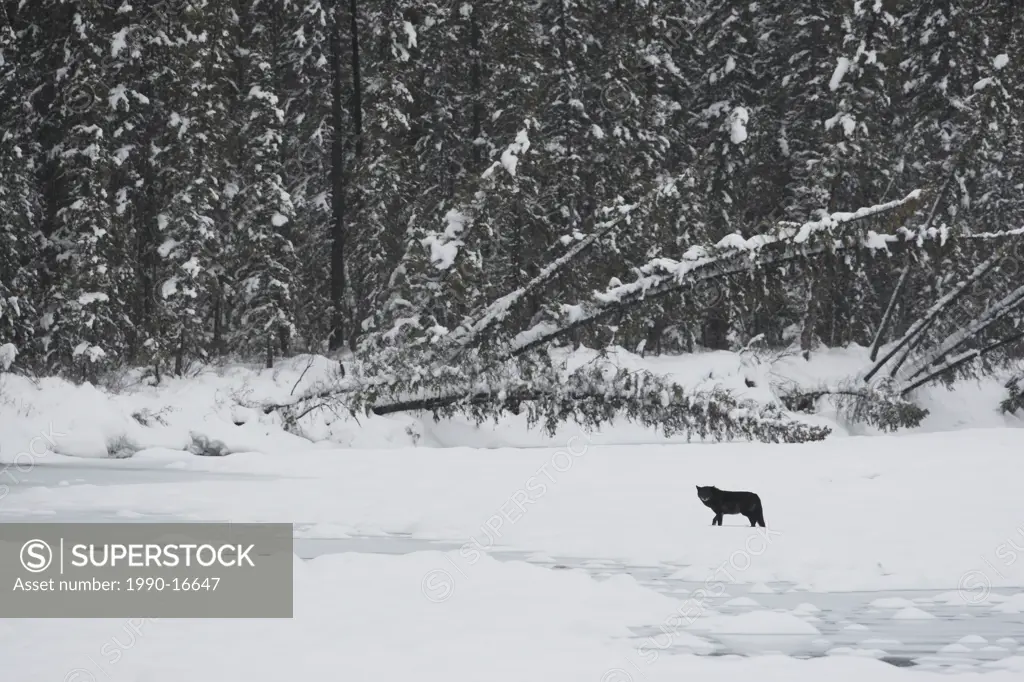 Wild black Timber wolf Canis lupus on a frozen river in Western Canada