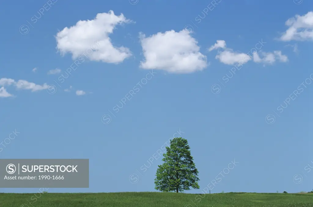 Tree and clouds near London, Ontario, Canada