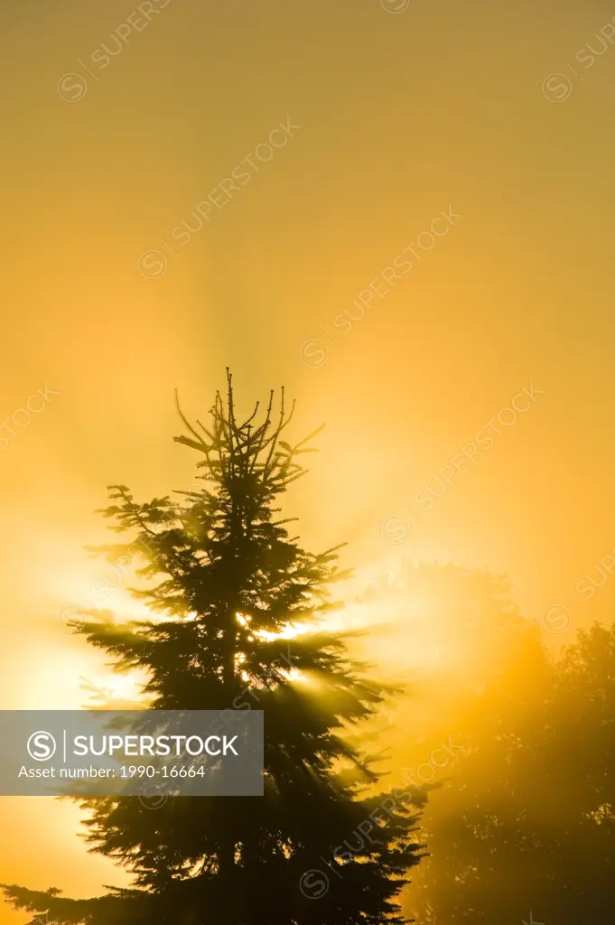 Spruce tree in fog at sunrise, Canada