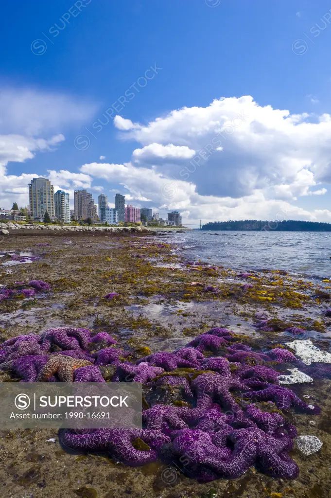 Purple starfish on the beach, West Vancouver, British Columbia, Canada