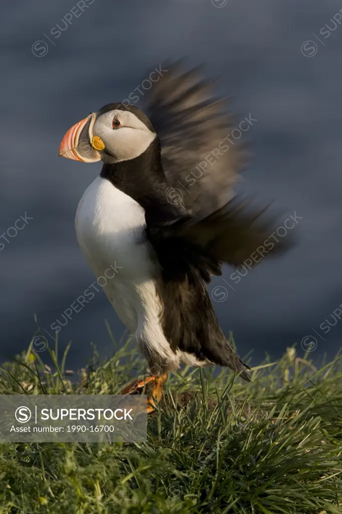 Atlantic puffin Fratercula arctica, breeding adult flapping wings, Gull Island, Witless Bay Ecological Reserve, Newfoundland, Canada