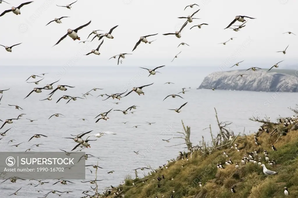 Atlantic puffins Fratercula arctica, flying by nesting colony Gull Island, Witless Bay Ecological Reserve, Newfoundland, Canada