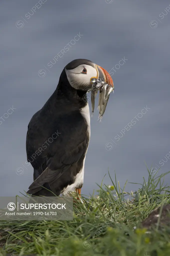 Atlantic puffin Fratercula arctica, breeding adult with capelin fish Mallotus villosus in its beak, Gull Island, Witless Bay Ecological Reserve, Newfo...