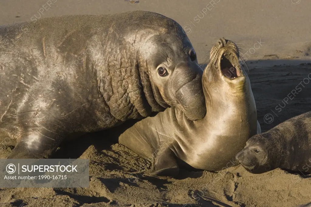 Northern elephant seals Mirounga angustirostris, male biting female during mating, Piedras Blancas, California, USA