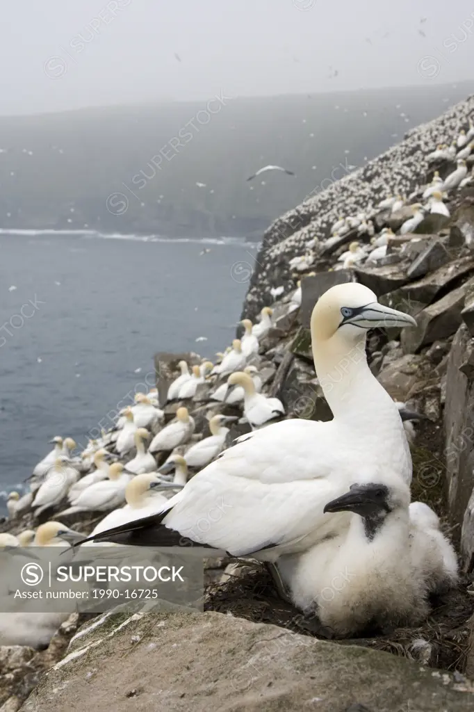 Northern gannet Morus bassanus, adult and chick at nesting colony, Cape St. Mary´s Ecological Reserve, Newfoundland, Canada