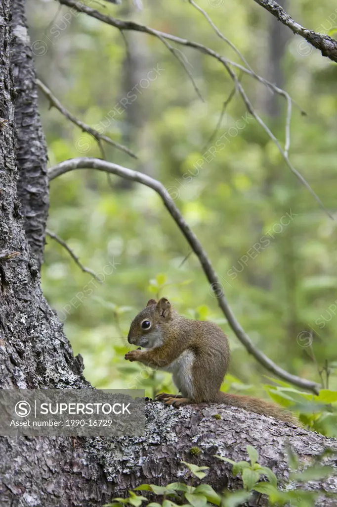 Red squirrel Sciurus vulgaris, Grand Manan Island, New Brunswick, Canada