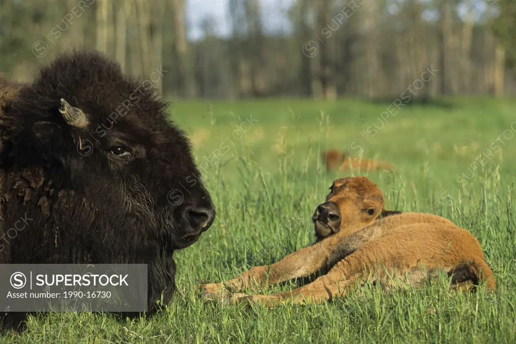 Plains bison Bison bison bison cow and calf, Elk Island National Park, Alberta, Canada