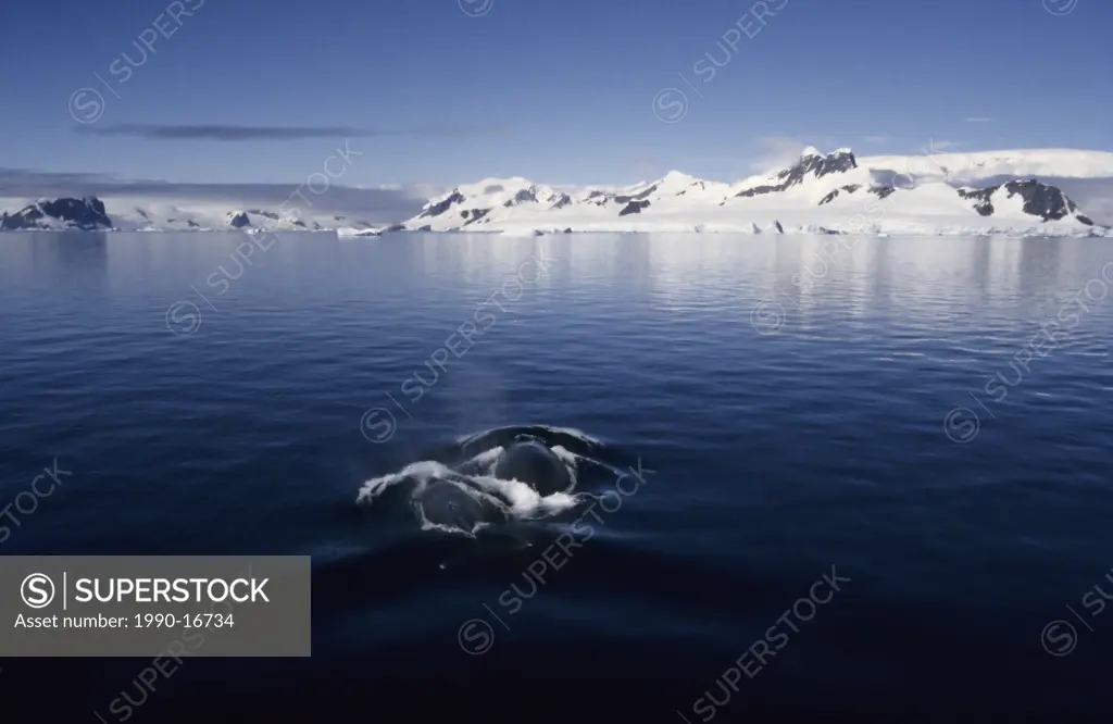Humpback whales Megaptera novaeangliae cow and calf, Gerlache Strait, Antarctica