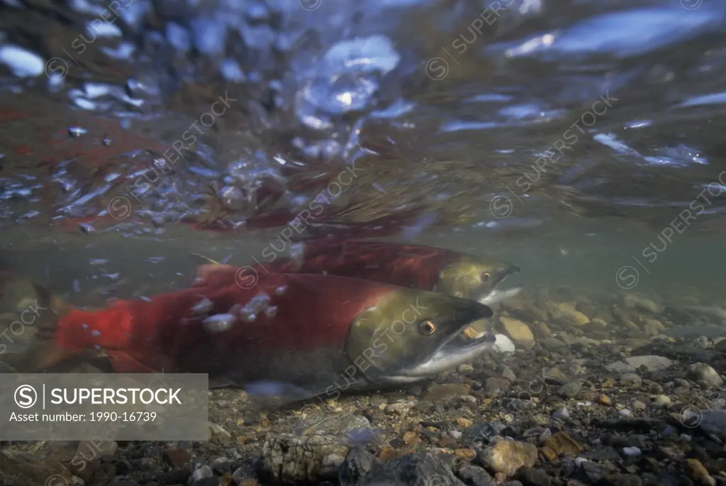 Sockeye salmon Oncorhynchus nerka during fall spawning run, Adams River, British Columbia, Canada