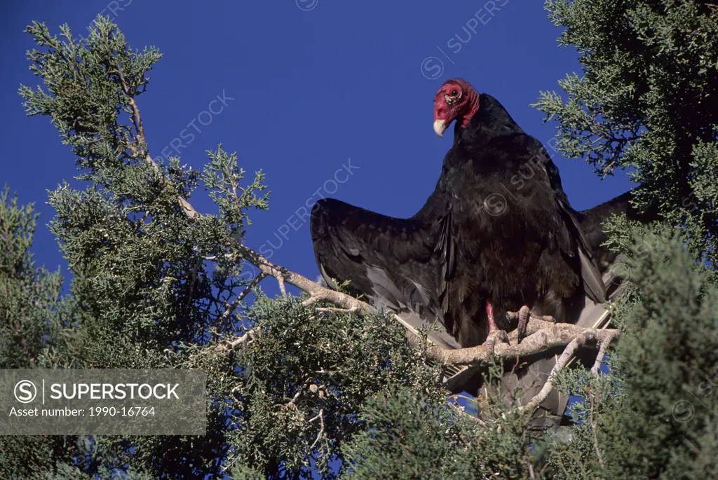 Turkey vulture Cathartes aura at roost, Socorro, New Mexico, USA