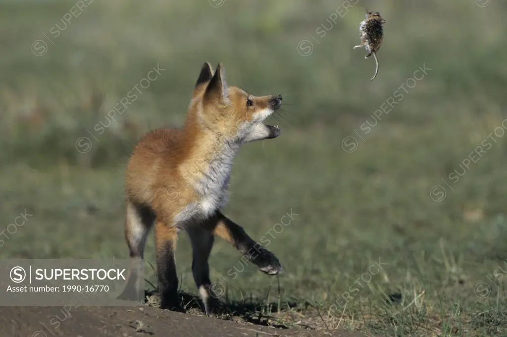 Red fox pup Vulpes vulpes playing with dead Deer mouse Peromyscus maniculatus near Maple Creek, Saskatchewan, Canada