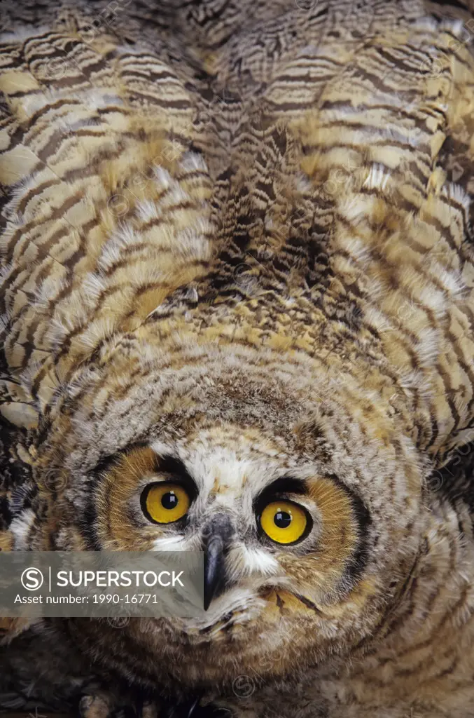 Great horned owl Bubo virginianus fledgling in defensive posture, Aneroid, Saskatchewan, Canada