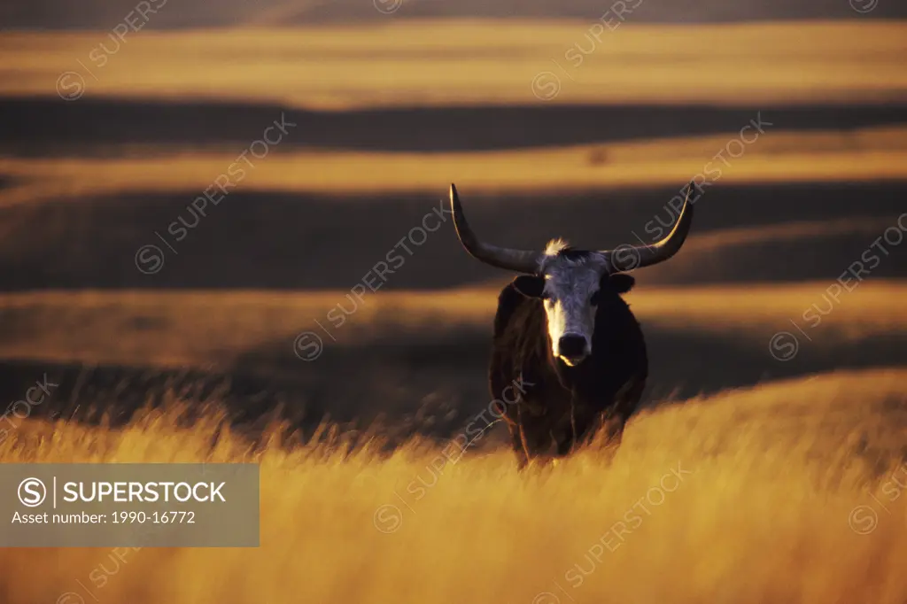 Longhorn steer near Mankota, Saskatchewan, Canada