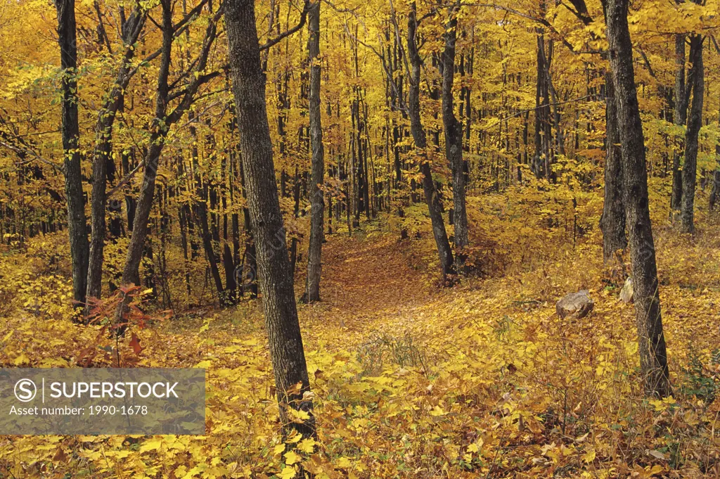 Autumn scenic Muskoka area, Haliburton, Ontario, Canada