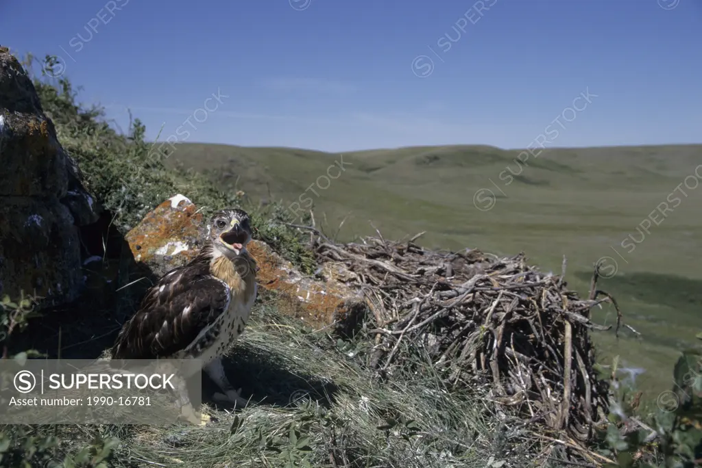 Ferruginous hawk Buteo regalis chick at nest near Val Marie, Saskatchewan, Canada