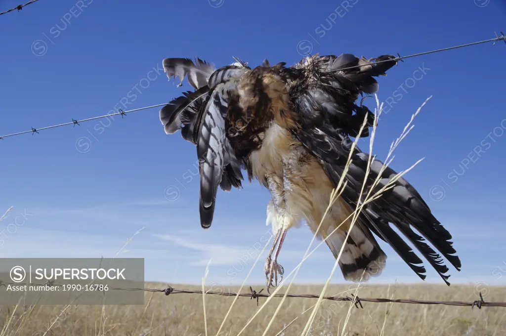 Northern harrier Circus cyaneus impaled on barbed wire fence near Grasslands National Park, Saskatchewan, Canada