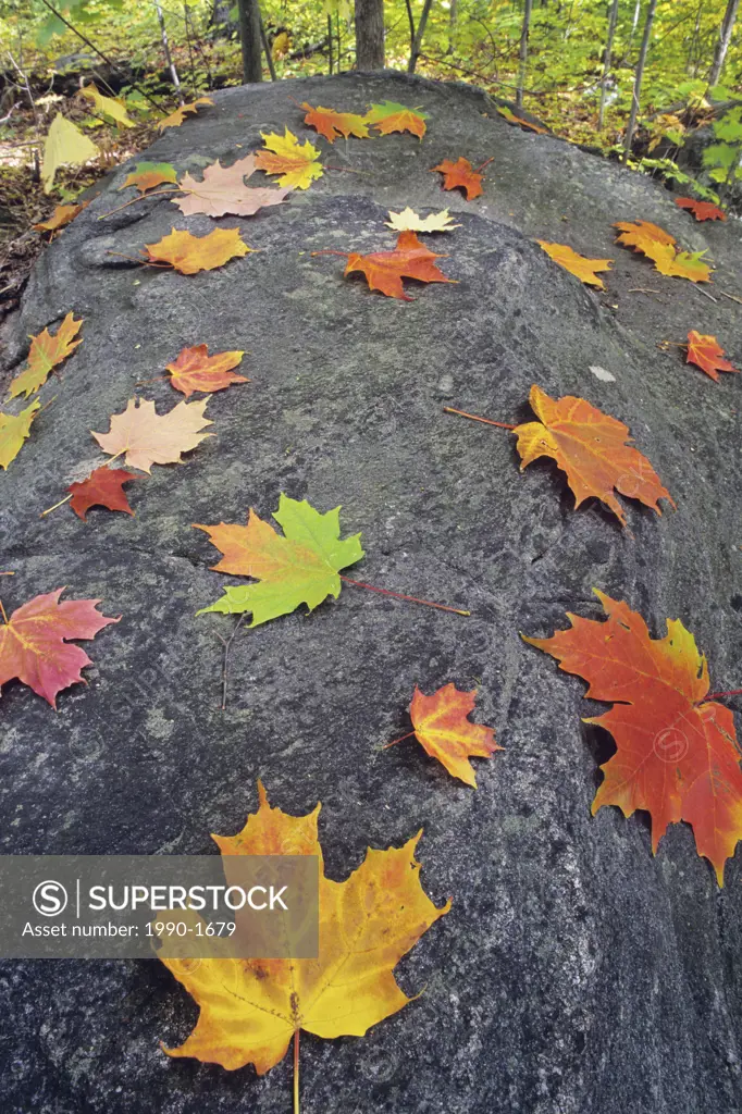 Sugar Maple leaves and rocks decorate the cottage country of the Muskokas, Ontario, Canada